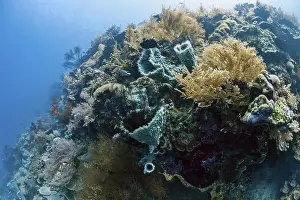 Tropical coral reef at Menjangan