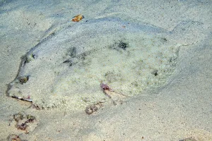 Tropical flounder (Bothus lunatus) Flatfish Peacock turbot lies shallow on sandy seabed camouflages like sand