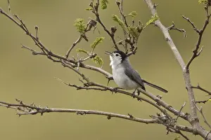Tropical Gnatcatcher (Polioptila plumbea)