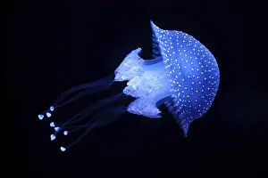 Tropical Jellyfish Phyllorhiza punctata white-spotted jellyfish aka floating bell