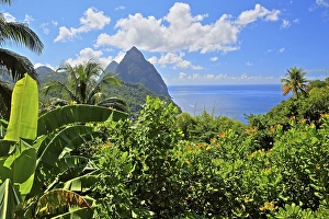 Tropical landscape with the two Pitons