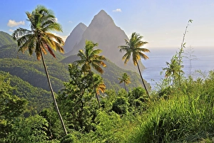 Tropical landscape with the two Pitons