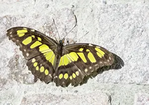 Tropical malachite butterfly (siproeta stelenes)