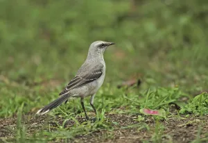 Tropical mockingbird (Mimus gilvus tolimensis) adult