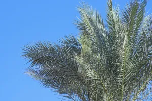 Tropical palm leaves against a clear, sunny sky