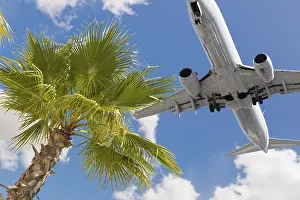 Tropical palm tree and passenger airplane in landing approach
