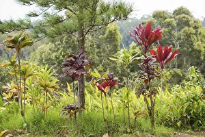 Tropical plants background in Hawaii