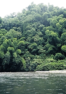 Tropical rainforest vegetation and river, the Blue Mountains, Jamaica, West Indies 1970, Central America