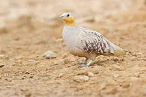 Tropical Sandgrouse, (Pterocles senegallus)