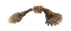 Tropical screech owl, Megascops choliba