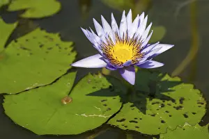 Tropical water lily (Nymphaea)