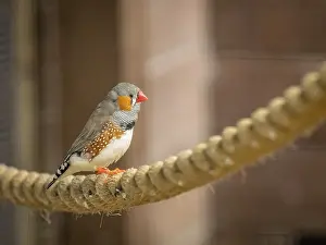 Tropical Zebra Finch bird sitting on a rope in cage in zoo