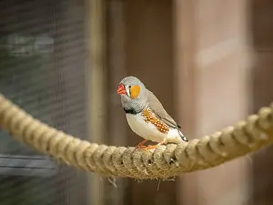 Tropical Zebra Finch bird sitting on a rope in cage in zoo