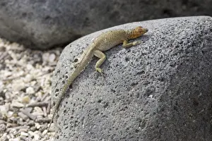 Tropidurus albemarlensis, Lava Lizard