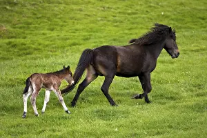 Trotting mother mare with foal