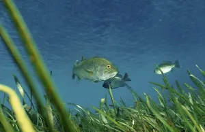 Trout perch, Micropterus salmoides