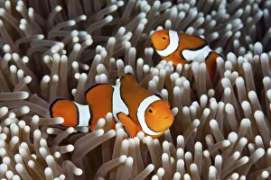 True clown anemonefish (Amphiprion percula)