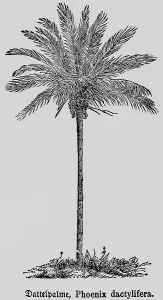 True date palm (Phoenix dactylifera L)