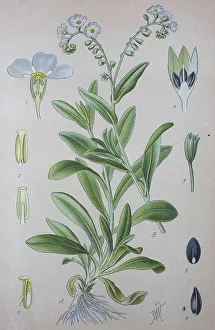 True forget-me-not (Myosotis scorpioides)