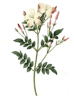True jasmine or common jasmine (Jasminum officinale)