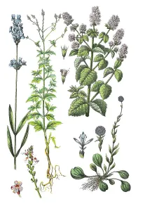 True lavender or common lavender (Lavandula officinalis)