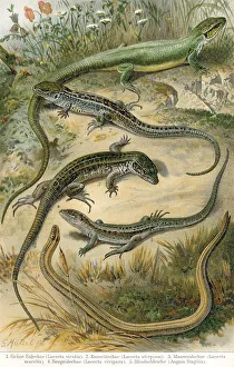 True lizards, historical graphic representation