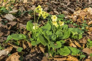 True oxlip (Primula elatior)