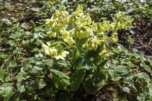 True oxlip (Primula elatior), in bloom