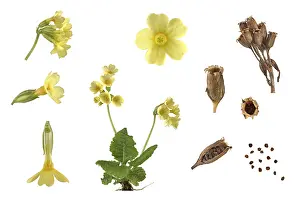 True oxlip (Primula elatior), plant