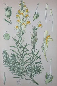 True toadflax (Linaria), plant species of the genus