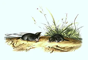 True's shrew mole (Dymecodon pilirostris)