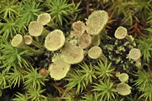Trumpet lichen (Cladonia fimbriata)