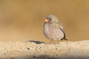 Trumpeter Finch (Bucanetes githagineus) male