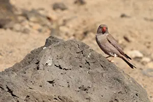 Trumpeter Finch (Budanetes githagineus amantum) from Fuerteventura