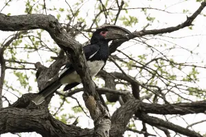 Trumpeter Hornbill (Byanistes bucinator) Inyati Game Reserve