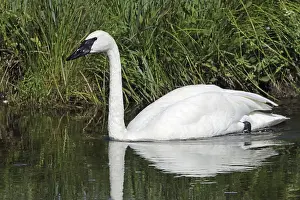 Trumpeter Swan