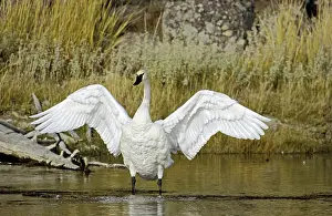 Trumpeter Swan (Cygnus buccinator)