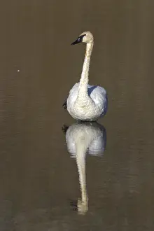 Trumpeter Swan (Cygnus buccinator) Yellowstone Lake
