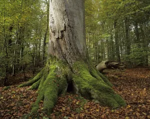 Trunk base of an old European beech (Fagus sylvatica)