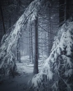 Trunk and branches of conifer in winter