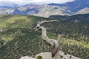 The trunk of dried pine tree on the background of wooded slopes