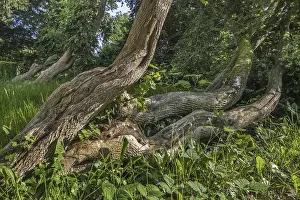 Trunk and foliage of European box (Buxus sempervirens)