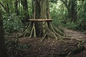 Trunk of an old white pine tree in a forest in New Zealand