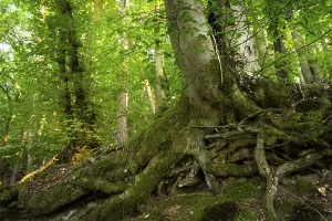 Trunk and root system of a Beech in a mixed forest