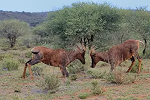 Tsessebe (Damaliscus lunatus), lyrebird