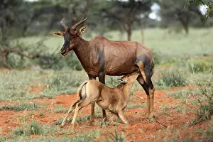 Tsessebe (Damaliscus lunatus), lyrebird