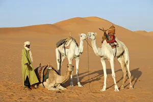 Tuareg stays with camels in desert sand Mandara Libya