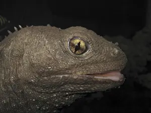 Tuatara (Sphenodon punctatus)