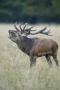 Tube transmitter red deer ( Cervus elaphus) in rut