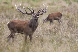 Tube transmitter red deer ( Cervus elaphus) in rut